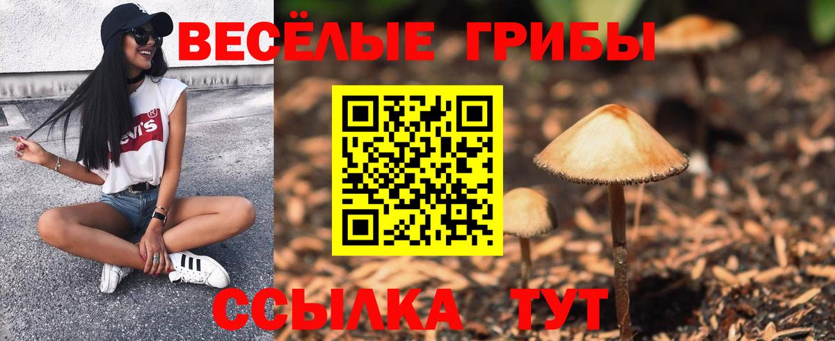 Галлюциногенные грибы Psilocybe Ленинск-Кузнецкий